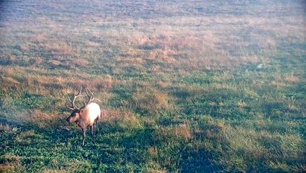 Tennessee Elk Live Webcam - Oct 14, 2025, 8:39am EDT
