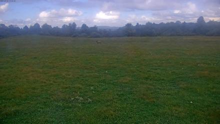 Tennessee Elk Live Webcam - Sep 26, 2025, 3:34pm EDT