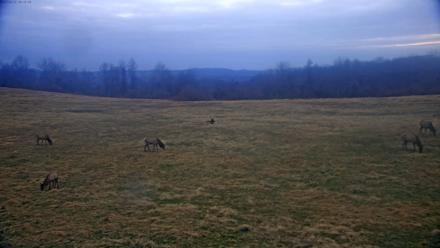 Tennessee Elk Live Webcam - Dec 31, 2025, 7:49am EST