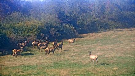 Tennessee Elk Live Webcam - Oct 23, 2025, 3:11pm EDT