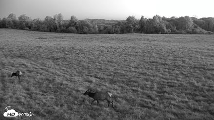 Tennessee Elk Live Webcam - Oct 22, 2026, 7:32am EDT