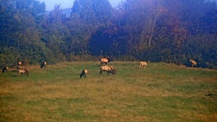 Tennessee Elk Live Webcam - Oct 22, 2025, 10:25am EDT