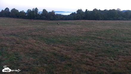 Tennessee Elk Live Webcam - Oct 8, 2026, 7:32am EDT