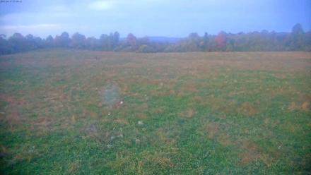 Tennessee Elk Live Webcam - Oct 17, 2025, 7:16pm EDT