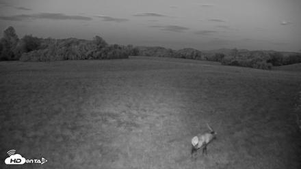 Tennessee Elk Live Webcam - Oct 15, 2026, 7:38pm EDT