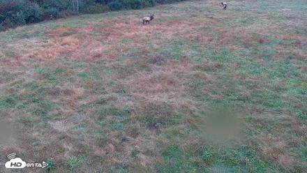 Tennessee Elk Live Webcam - Oct 17, 2026, 8:54am EDT