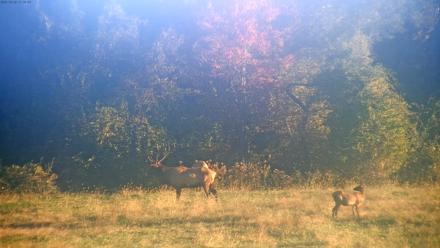 Tennessee Elk Live Webcam - Oct 22, 2025, 8:52am EDT