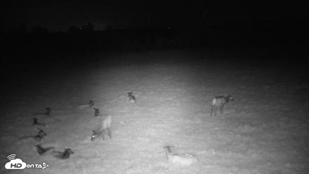 Tennessee Elk Live Webcam - Apr 14, 2026, 3:16am EDT