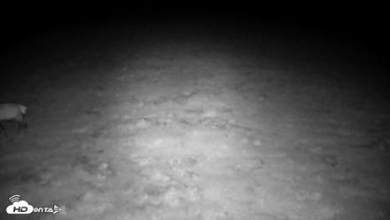 Tennessee Elk Live Webcam - Oct 12, 2026, 7:58pm EDT