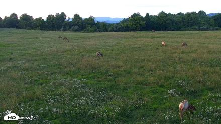 Tennessee Elk Live Webcam - Jun 10, 2026, 8:26pm EDT