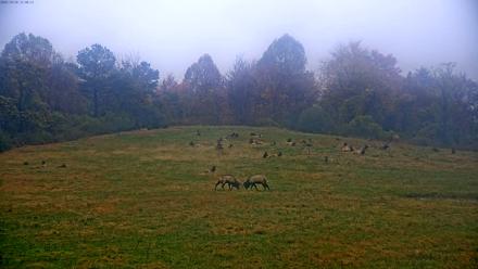 Tennessee Elk Live Webcam - Oct 30, 2025, 9:36am EDT