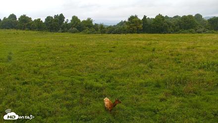 Tennessee Elk Live Webcam - Jul 26, 2026, 8:08am EDT