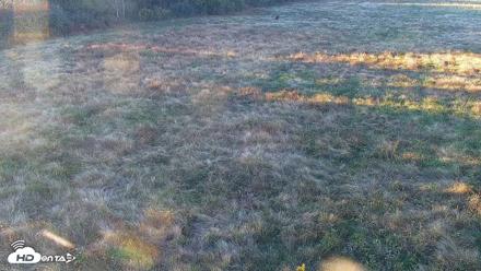 Tennessee Elk Live Webcam - Oct 23, 2026, 6:04pm EDT