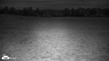 Tennessee Elk Live Webcam - Oct 26, 2026, 11:24pm EDT