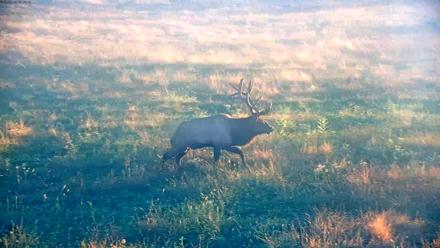 Tennessee Elk Live Webcam - Oct 14, 2025, 8:06am EDT