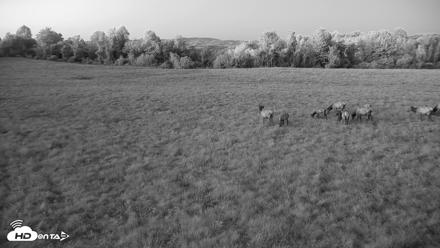 Tennessee Elk Live Webcam - Oct 7, 2026, 7:37pm EDT