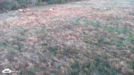 Tennessee Elk Live Webcam - Oct 22, 2026, 7:40am EDT