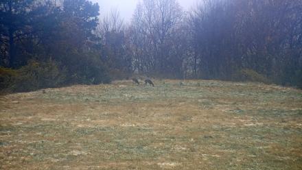 Tennessee Elk Live Webcam - Nov 10, 2025, 9:45am EST