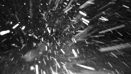 Tennessee Elk Live Webcam - Jan 30, 2026, 7:53pm EST