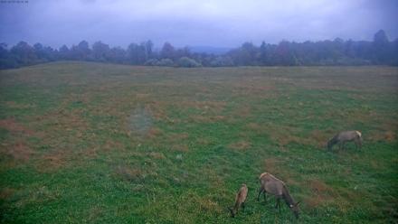 Tennessee Elk Live Webcam - Oct 19, 2025, 7:48am EDT