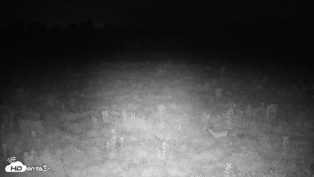 Tennessee Elk Live Webcam - Aug 8, 2026, 2:52am EDT