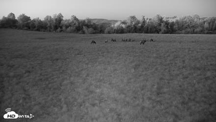 Tennessee Elk Live Webcam - Oct 7, 2026, 7:45pm EDT