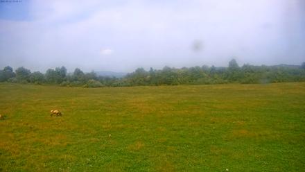 Tennessee Elk Live Webcam - Sep 22, 2025, 3:17pm EDT