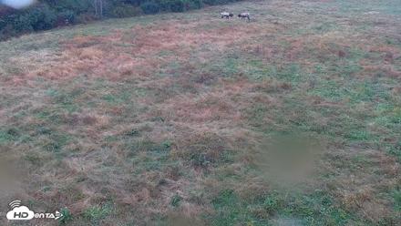 Tennessee Elk Live Webcam - Oct 17, 2026, 8:38am EDT