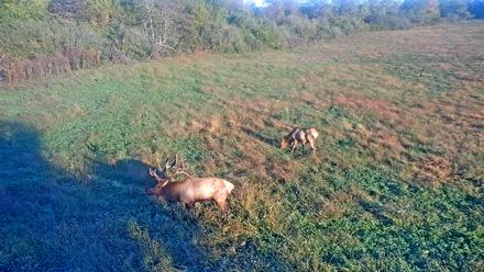 Tennessee Elk Live Webcam - Oct 14, 2025, 8:40am EDT