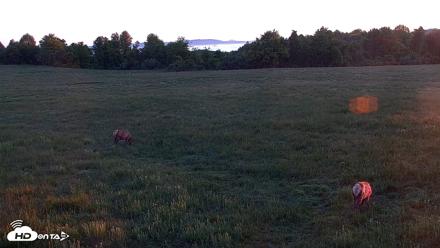 Tennessee Elk Live Webcam - May 8, 2026, 6:43am EDT
