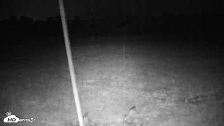 Tennessee Elk Live Webcam - May 25, 2026, 11:38pm EDT