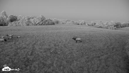 Tennessee Elk Live Webcam - Oct 7, 2026, 7:36pm EDT