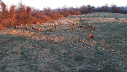 Tennessee Elk Live Webcam - Feb 22, 2026, 7:31am EST
