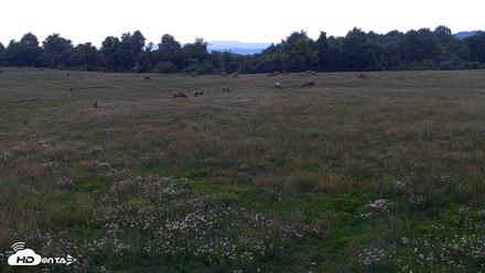 Tennessee Elk Live Webcam - May 31, 2026, 8:07pm EDT