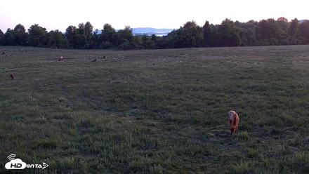 Tennessee Elk Live Webcam - May 3, 2026, 6:30am EDT