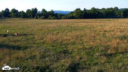 Tennessee Elk Live Webcam - Jun 23, 2026, 7:42pm EDT