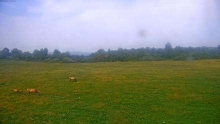 Tennessee Elk Live Webcam - Sep 22, 2025, 3:21pm EDT