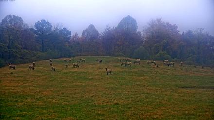Tennessee Elk Live Webcam - Oct 30, 2025, 8:43am EDT