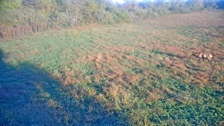 Tennessee Elk Live Webcam - Oct 15, 2025, 8:36am EDT