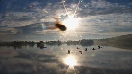 Pennsylvania Snow Geese Live Webcam - Sep 26, 2025, 7:49am EDT