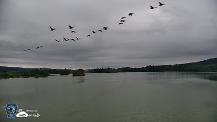 Pennsylvania Snow Geese Live Webcam - Aug 30, 2026, 7:00am EDT