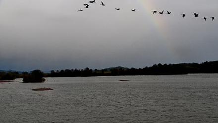 Pennsylvania Snow Geese Live Webcam - Oct 12, 2025, 5:19pm EDT