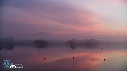 Pennsylvania Snow Geese Live Webcam - Aug 9, 2026, 5:59am EDT