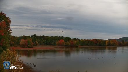 Pennsylvania Snow Geese Live Webcam - Oct 14, 2026, 11:41am EDT