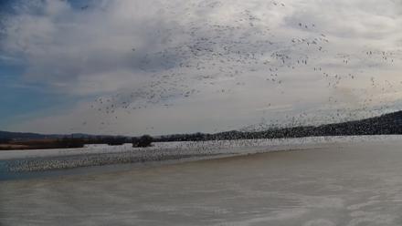 Pennsylvania Snow Geese Live Webcam - Feb 26, 2026, 10:16am EST