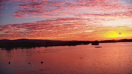 Pennsylvania Snow Geese Live Webcam - Oct 7, 2025, 6:59am EDT