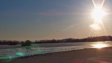 Pennsylvania Snow Geese Live Webcam - Feb 27, 2026, 7:27am EST