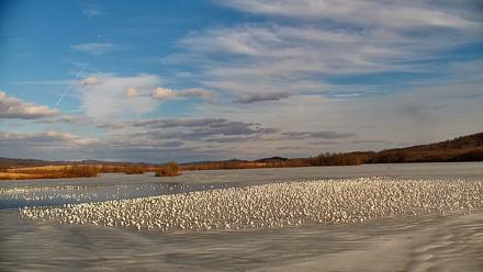 Pennsylvania Snow Geese Live Webcam - Feb 21, 2026, 4:10pm EST