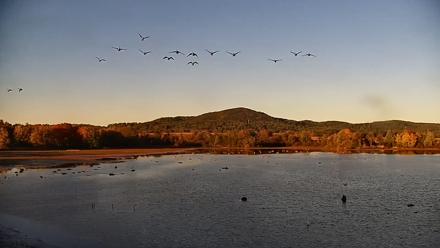 Pennsylvania Snow Geese Live Webcam - Oct 9, 2025, 5:56pm EDT