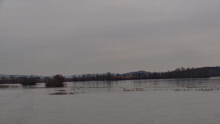 Pennsylvania Snow Geese Live Webcam - Dec 7, 2025, 7:08am EST